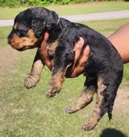 EnchantedAiredales - Silver, a male Airedale Terrier for sale in Valdosta, GA – Photo 7 of 7