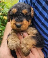 EnchantedAiredales - Grey, a male Airedale Terrier for sale in Valdosta, GA – Photo 4 of 6