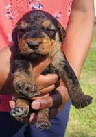 EnchantedAiredales - Silver, a male Airedale Terrier for sale in Valdosta, GA – Photo 4 of 7