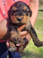 EnchantedAiredales - Silver, a male Airedale Terrier for sale in Valdosta, GA – Photo 3 of 7