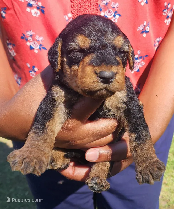 EnchantedAiredales - Silver – Airedale Terrier puppy for sale in Valdosta, GA
