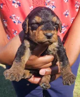 EnchantedAiredales - Silver, a male Airedale Terrier for sale in Valdosta, GA – Photo 1 of 7