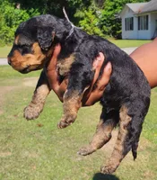 EnchantedAiredales - Silver, a male Airedale Terrier for sale in Valdosta, GA – Photo 6 of 7