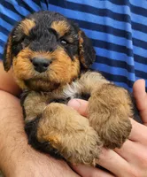 EnchantedAiredales - Grey, a male Airedale Terrier for sale in Valdosta, GA – Photo 3 of 6