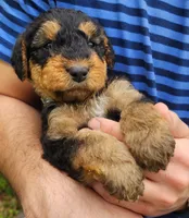 EnchantedAiredales - Grey, a male Airedale Terrier for sale in Valdosta, GA – Photo 2 of 6