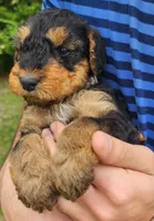 EnchantedAiredales - Grey, a male Airedale Terrier for sale in Valdosta, GA – Photo 6 of 6