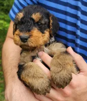 EnchantedAiredales - Grey, a male Airedale Terrier for sale in Valdosta, GA – Photo 5 of 6