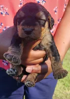 EnchantedAiredales - Silver, a male Airedale Terrier for sale in Valdosta, GA – Photo 2 of 7