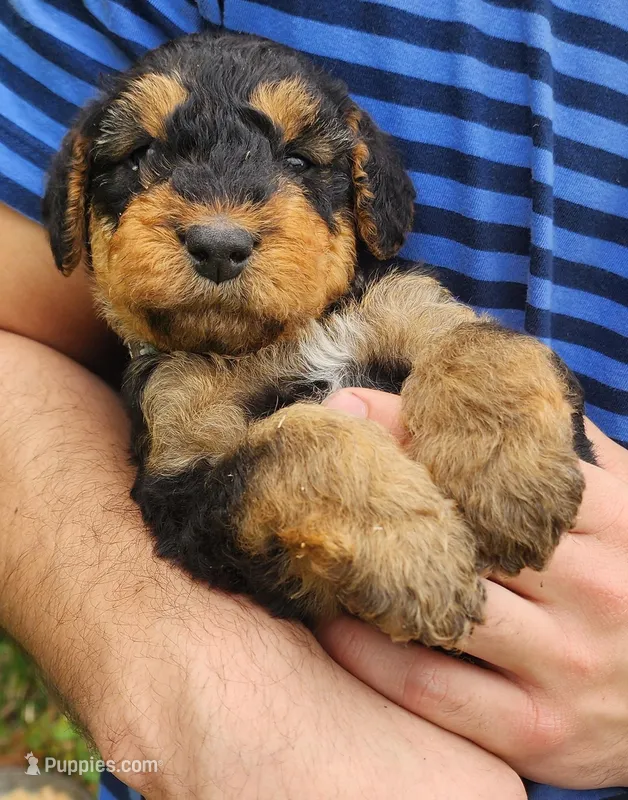 EnchantedAiredales - Grey – Airedale Terrier puppy for sale in Valdosta, GA