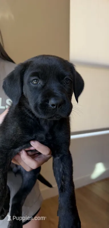 Winnie, a female German Shepherd Dog and Cane Corso for sale in Sacramento, CA – 1 of 2