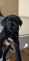 Winnie, a female German Shepherd Dog and Cane Corso for sale in Sacramento, CA – 1 of 2