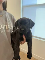 Winnie, a female German Shepherd Dog and Cane Corso for sale in Sacramento, CA – 2 of 2