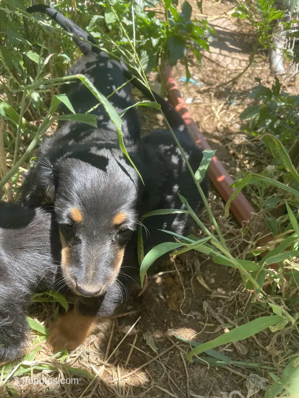 Brandon, a male Dachshund for sale in Laverne, OK – Photo 1 of 2