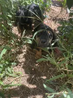 Brandon, a male Dachshund for sale in Laverne, OK – Photo 2 of 2