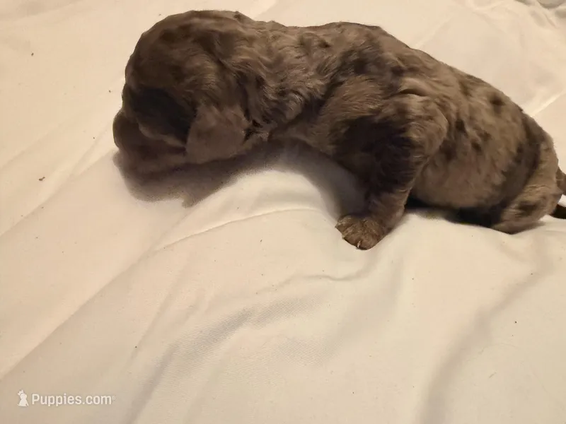 Truffle – Goldendoodle puppy for sale in Cumming, GA