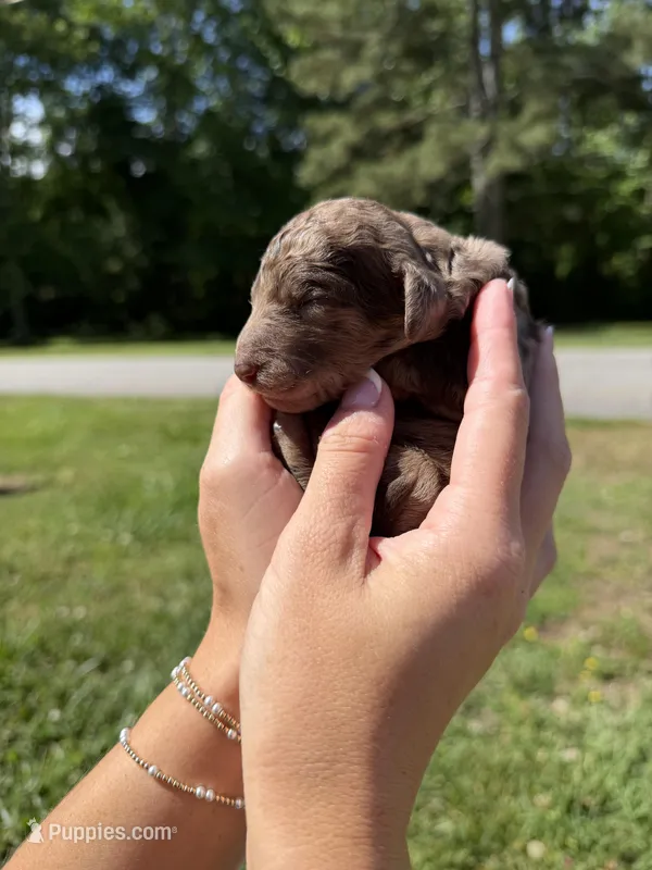 Truffle – Goldendoodle puppy for sale in Cumming, GA