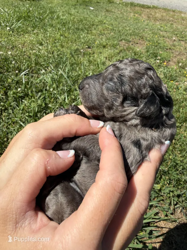 Eclair – Goldendoodle puppy for sale in Cumming, GA