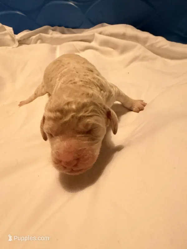 Waffles  – Goldendoodle puppy for sale in Cumming, GA