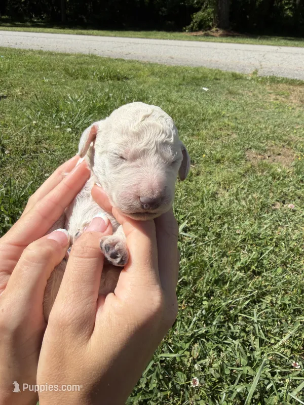 Biscuit – Goldendoodle puppy for sale in Cumming, GA