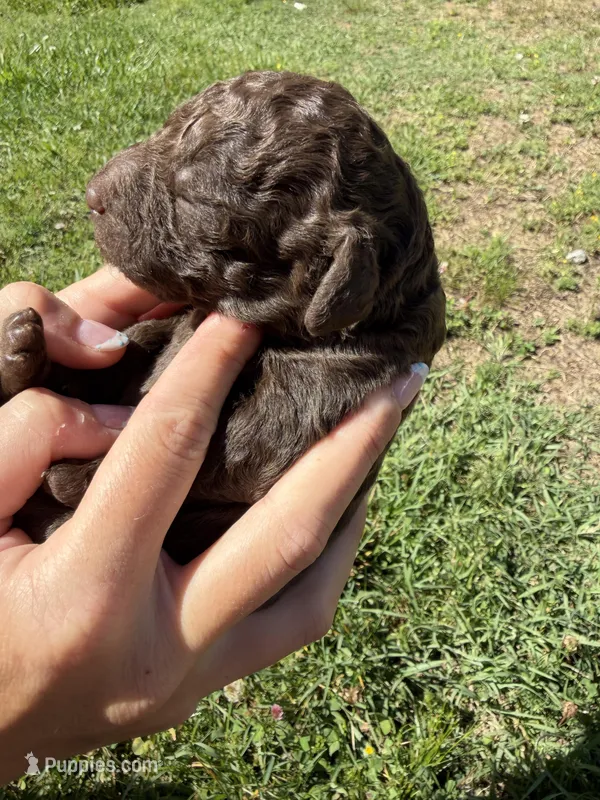 Hershey – Goldendoodle puppy for sale in Cumming, GA