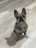 Handsome, a male French Bulldog for sale in Jacksonville, FL – Photo 4 of 10