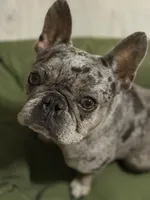 Handsome, a male French Bulldog for sale in Jacksonville, FL – Photo 7 of 10