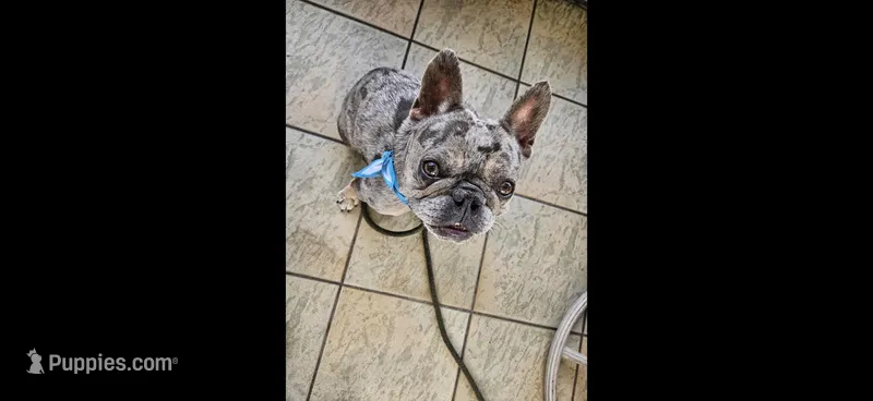 Handsome, a male French Bulldog for sale in Jacksonville, FL – Photo 1 of 10