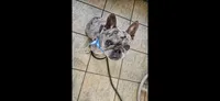 Handsome, a male French Bulldog for sale in Jacksonville, FL – Photo 1 of 10