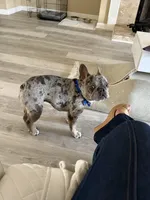 Handsome, a male French Bulldog for sale in Jacksonville, FL – Photo 10 of 10