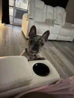 Handsome, a male French Bulldog for sale in Jacksonville, FL – Photo 6 of 10