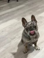 Handsome, a male French Bulldog for sale in Jacksonville, FL – Photo 3 of 10