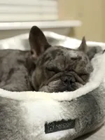 Handsome, a male French Bulldog for sale in Jacksonville, FL – Photo 5 of 10