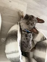 Handsome, a male French Bulldog for sale in Jacksonville, FL – Photo 9 of 10