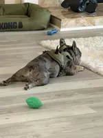 Handsome, a male French Bulldog for sale in Jacksonville, FL – Photo 8 of 10