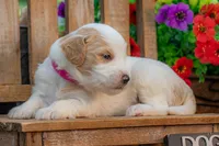 Bonnie, a female Goldendoodle for sale in Waco, TX – 6 of 10
