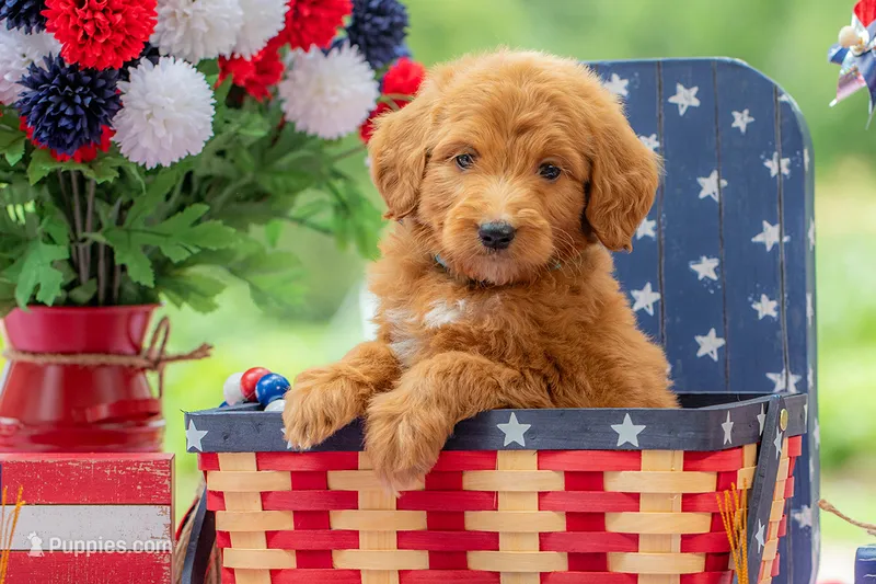 Colt – Goldendoodle puppy for sale in Waco, TX