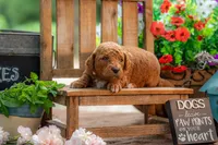 Lilly, a female Goldendoodle for sale in Waco, TX – 7 of 7