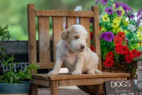 Bonnie, a female Goldendoodle for sale in Waco, TX – 10 of 10