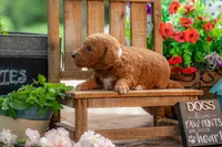 Lilly, a female Goldendoodle for sale in Waco, TX – 3 of 7