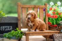 Teddy, a male Goldendoodle for sale in Waco, TX – 3 of 10