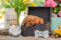 Artie, a male Goldendoodle for sale in Waco, TX – 7 of 7