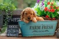 Artie, a male Goldendoodle for sale in Waco, TX – 2 of 7
