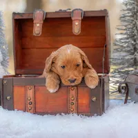 Molly, a female Goldendoodle for sale in Waco, TX – Photo 4 of 5