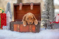 Molly, a female Goldendoodle for sale in Waco, TX – Photo 4 of 5