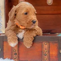 Molly, a female Goldendoodle for sale in Waco, TX – Photo 1 of 5