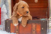 Molly, a female Goldendoodle for sale in Waco, TX – Photo 1 of 5