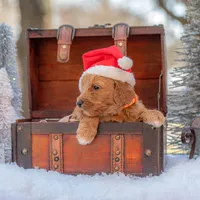 Molly, a female Goldendoodle for sale in Waco, TX – Photo 2 of 5