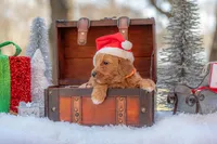 Molly, a female Goldendoodle for sale in Waco, TX – Photo 2 of 5