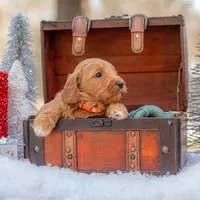 Molly, a female Goldendoodle for sale in Waco, TX – Photo 5 of 5