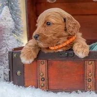 Molly, a female Goldendoodle for sale in Waco, TX – Photo 3 of 5